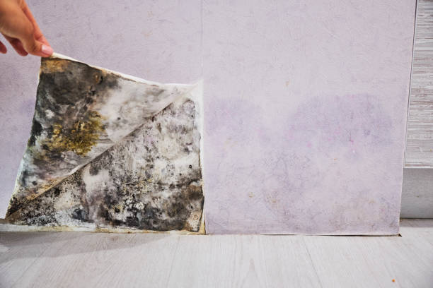 auckland mold growth